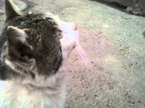 Cute cats - Kitsyk, Han, Lapochka and Barsik