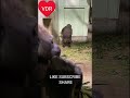 Funny Chimpanzee Comedy Video Comedy Funny Jokes Telugu Trending