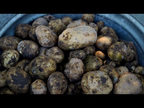 Harvesting Potatoes 👩‍🌾🥔// Garden Answer
