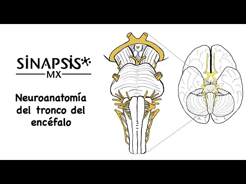 Neuroanatomy of the brainstem