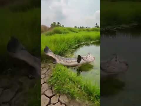 #اكسبلور  #সুবাহানআল্লাহ