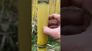 Download lagu Differences between Indonesian and American sugar cane #indonesiansugarcane #americansugarcane mp3