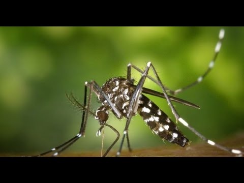 Mückenalarm - Invasion der Plagegeister - Doku 2015 (NEU in HD)