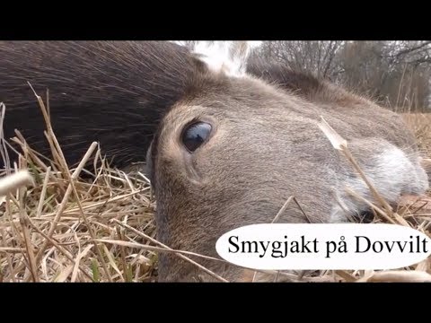 SMÅLANDSJÄGARNA - Smygjakt på Dovvilt