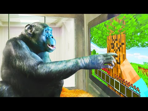 Monkey Masters Minecraft - Insane Tutorial!