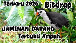 Download lagu SUARA PIKAT RUAK-RUAK BETINA ( JAMINAN 100% DATANG ) mp3