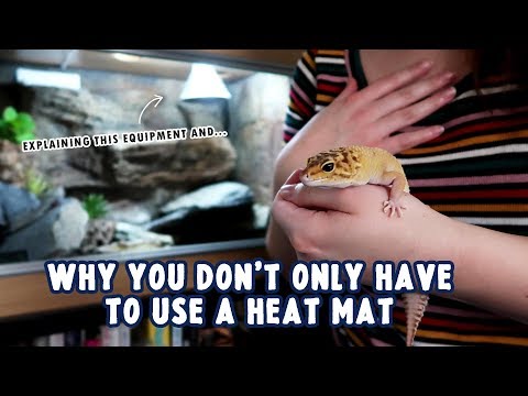 2nd YouTube video about how long can leopard geckos go without heat