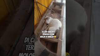 Download lagu Di cari ternyata di sini di cari emaknya 😁 mp3