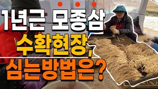 1년근 새싹삼 모종 수확 이렇게 합니다! 심는방법 소개 - 묘삼 산양삼 장뇌삼 모종