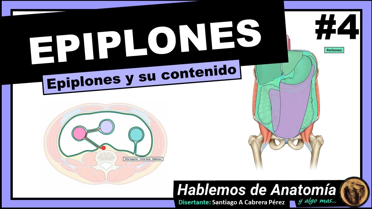 🔴 ANATOMIA👉 EPIPLONES 🟩 PERITONEO 🟪
