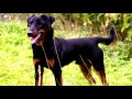 Jagd Terrier - German Hunting Terrier (Deutscher Jagdterrier) - Dog Breed