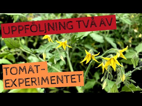 Uppföljning av TOMATEXPERIMENTET. Sådder under feb, mars, april, kallsådd och halshuggning av tomat