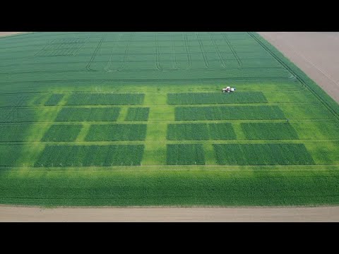 Feldtag Bad Wimsbach 2020 - WINTERWEIZEN Düngungsversuch