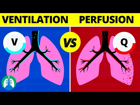 Ventilation-Perfusion (V/Q Ratio) | Quick Medical Overview