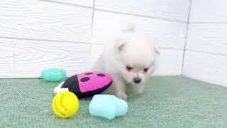 ハーフ犬の動画01