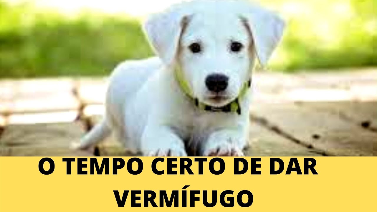 VERMÍFUGO PARA CÃES FILHOTES QUANTAS DOSES - COMO VERMIFUGAR