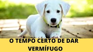 VERMÍFUGO PARA CÃES FILHOTES QUANTAS DOSES - COMO VERMIFUGAR