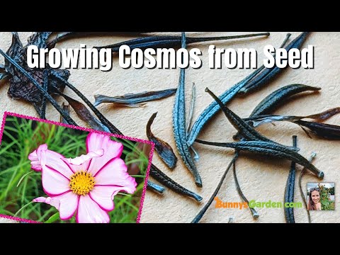 Planting Cosmos Seeds & Time Lapse Video of Seedlings Growing