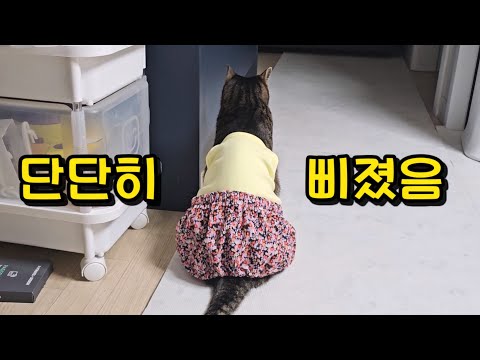 저 작은 머리로 이런 생각을? 고양이가 5일 만에 돌아온 집사를 대하는 태도