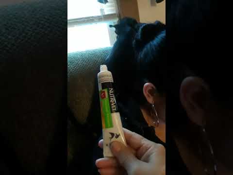 Punky dont want to brush his teeth