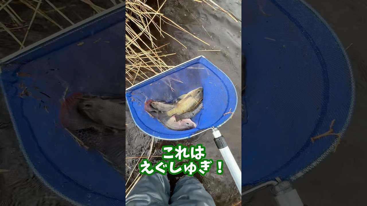 沼に巣食う巨大魚をフライにして食う #shorts #料理