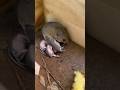 Mice With Their Babies Are The Cutest Animals Babyanimals Animals