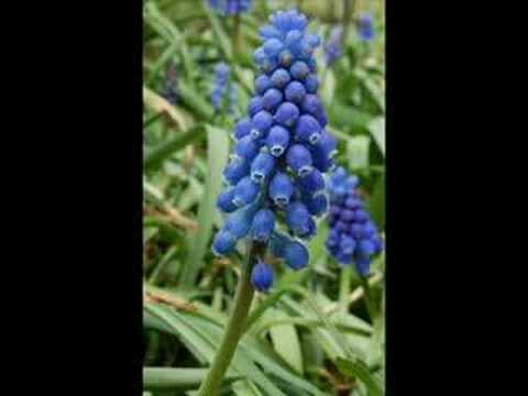 The Magic Tango-Tony Brent with Norrie Paramour