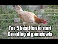 Top 5 best Hen to start Breeding of gamefowls