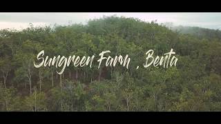 preview picture of video 'Sungreen farm, Pahang'