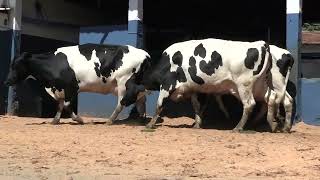 Vídeo 58 - 1ª ETAPA MEGA LIQUIDAÇÃO TOTAL AGROPECUÁRIA MARAJOARA - DIA 4 | GADO GIROLANDO E HOLANDÊS