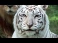 White Tigers - Cruelty NOT Conservation. 