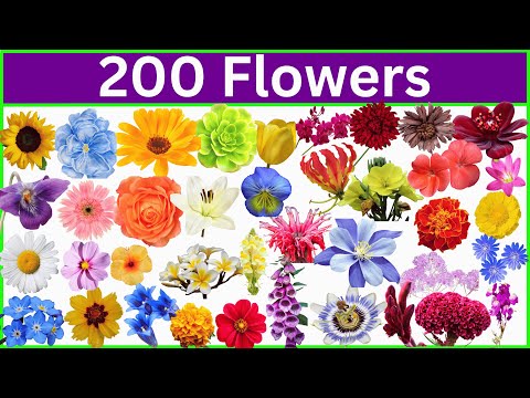 200 Gorgeous Flower Names That Will Inspire You