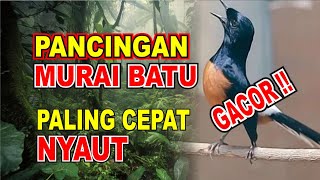 Download lagu TANPA IKLAN ‼️ Pancingan Murai Batu, Paling Cepat Menyaut ‼️ mp3