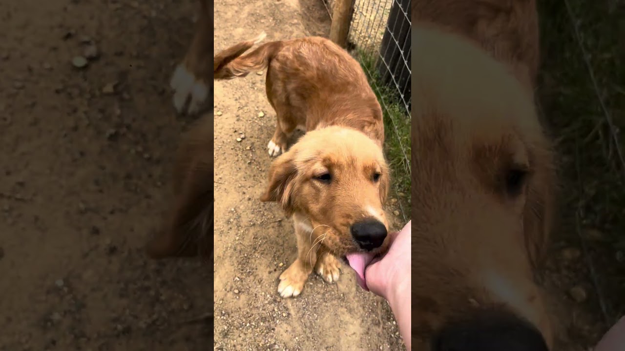 Enlarge Teddy, an adopted Golden Retriever in Great Falls, VA video 5/5
