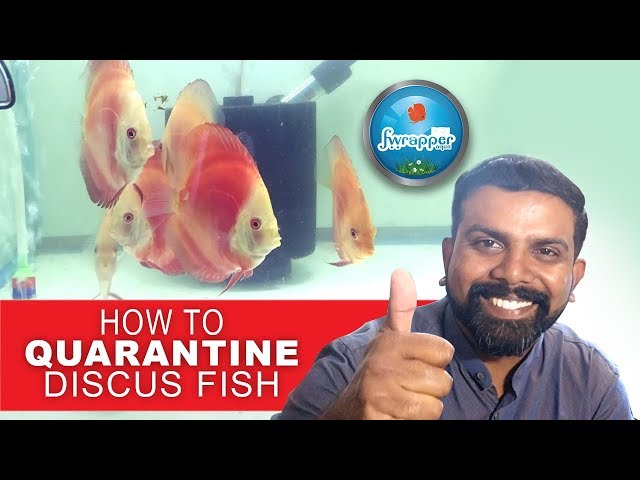 How To Quarantine Discus Fish