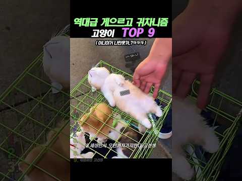 역대급 게으르고 귀차니즘 고양이 TOP 9