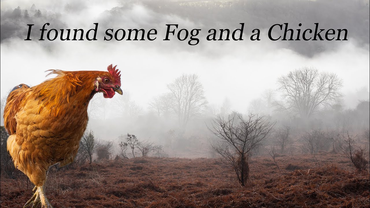 I found some Fog and a Chicken, Landscape Photography