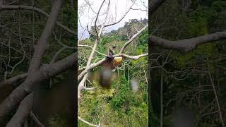 Download lagu Lebah pokok kundur puncak janing eps11 mp3