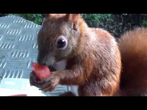 Hamburger Eichhörnchen schmatzt Melone