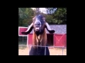Funny Animals Goat Making Funny Noise With Tongue