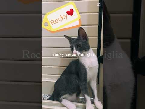 Regalo Rocky Splendido Dolce Gattino Cerca Famiglia