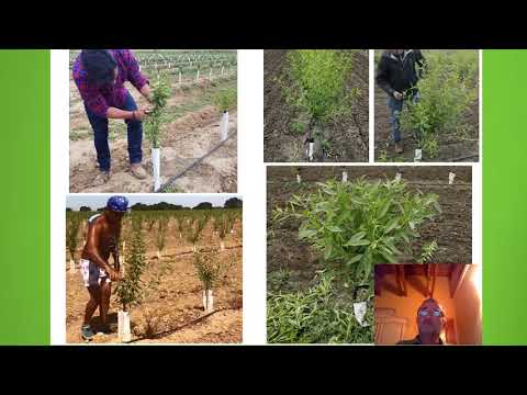 Fotograma del vídeo: Fundamentos y rentabilidad del cultivo del almendro en secano