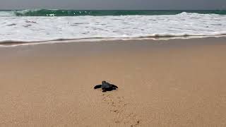 Baby sea turtle release!