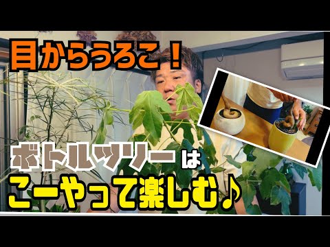 園芸 アフリカバオバブ、ボトルツリー