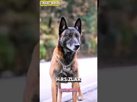 🐶 Köpek Hırsızları Tek Başına Kaçırdı! 😱