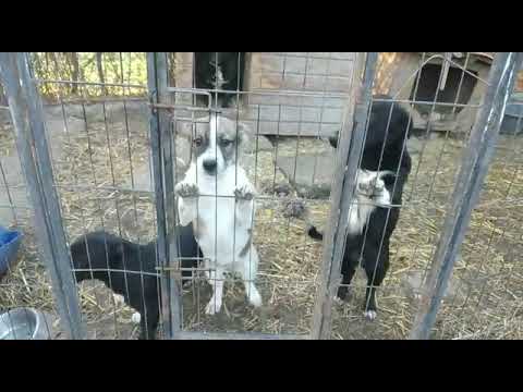 Rodica, Raluca, Ruxi