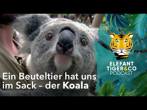 ETC Podcast: Der Koala – Ein Beuteltier hat uns im Sack | Elefant, Tiger & Co. | MDR