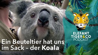 ETC Podcast: Der Koala – Ein Beuteltier hat uns im Sack | Elefant, Tig