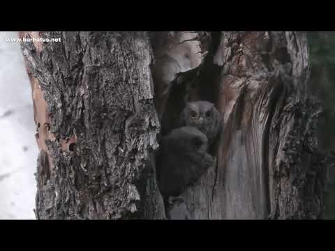 AUTILLO | SCOPS OWL | Otus scops
