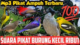 Download lagu Suara Pikat Burung Kecil Ribut Terbaru, Kombinasi Sogon Dan Kutilang, Bikin Burung Liar Auto Emosi mp3 Download lagu Suara Pikat Burung Kecil Ribut Terbaru, Kombinasi Sogon Dan Kutilang, Bikin Burung Liar Auto Emosi mp3